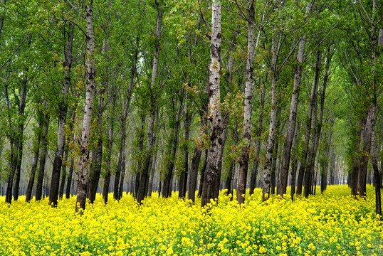 樹林油菜花