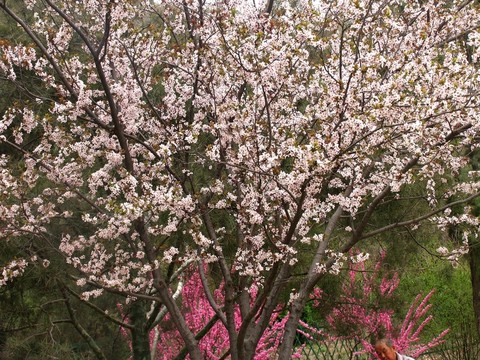 桃花