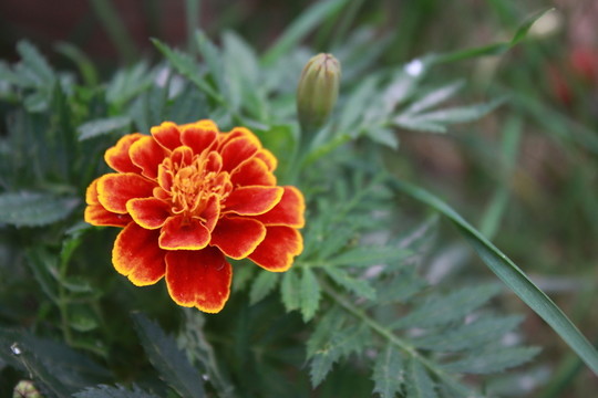 萬壽菊