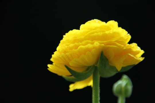芹葉牡丹花卉