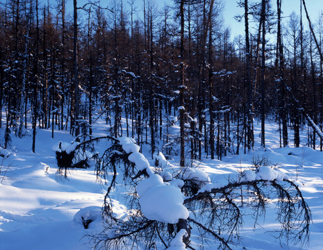 大興安嶺 雪野