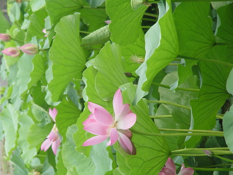 荷花