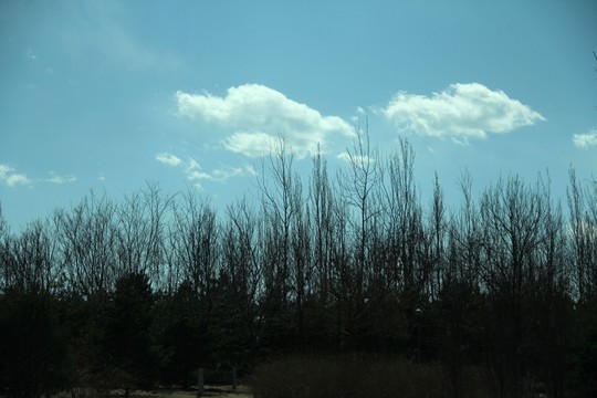 樹(shù)林