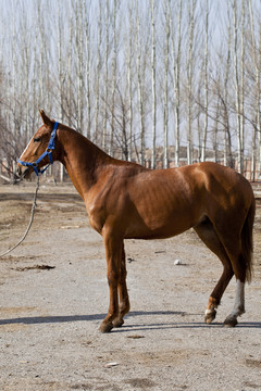 馬