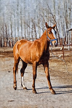 馬