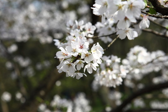 櫻花