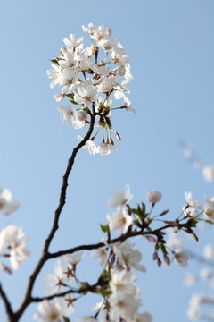 櫻花