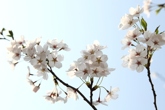 櫻花
