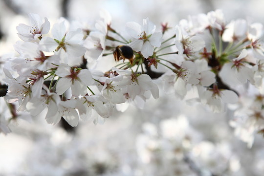 櫻花