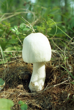 大興安嶺野生蘑菇