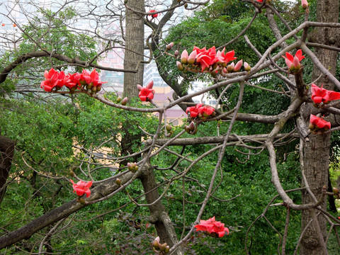木棉花