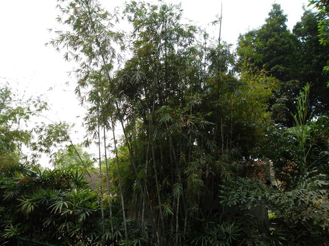越秀公園 竹林