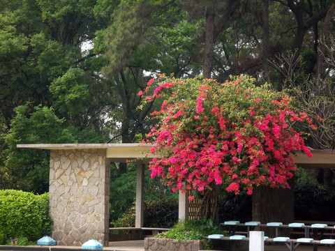 越秀公園 三角梅