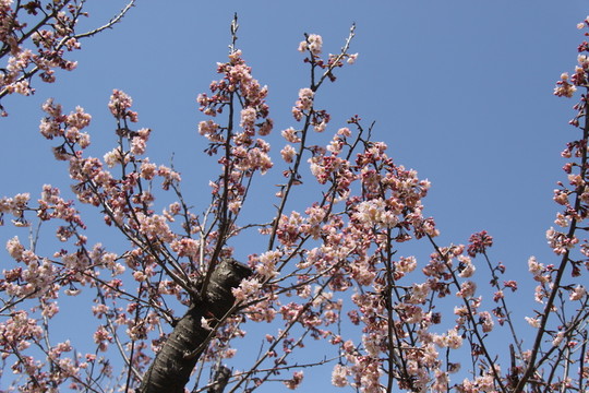 春暖花開