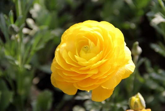 芹葉牡丹