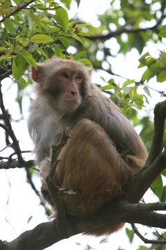 貴陽黔靈山 野生獼猴