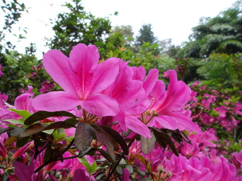 杜鵑花 映山紅