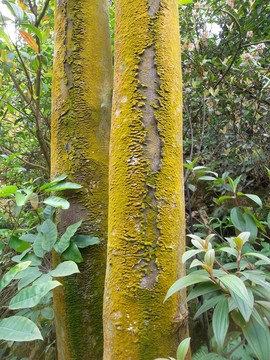 樹皮苔蘚