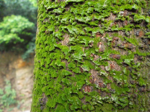 樹(shù)皮苔蘚
