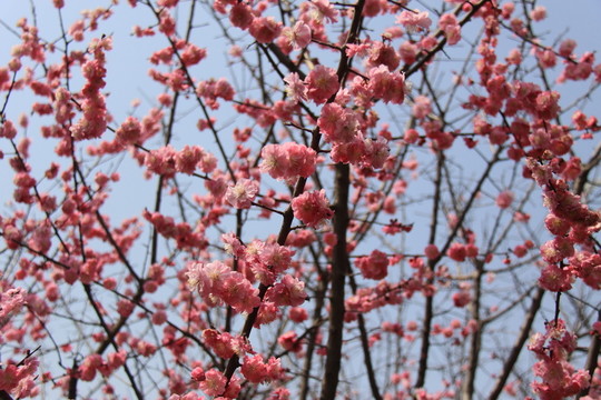 春暖花開
