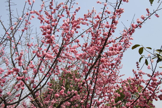 春暖花開