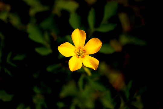 春花爛漫