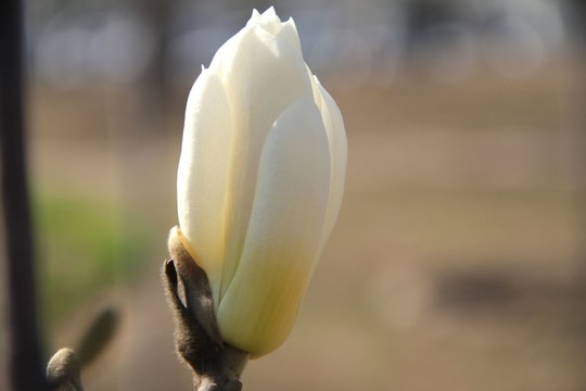 玉蘭花