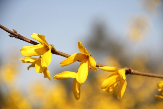 迎春花