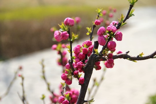 桃花