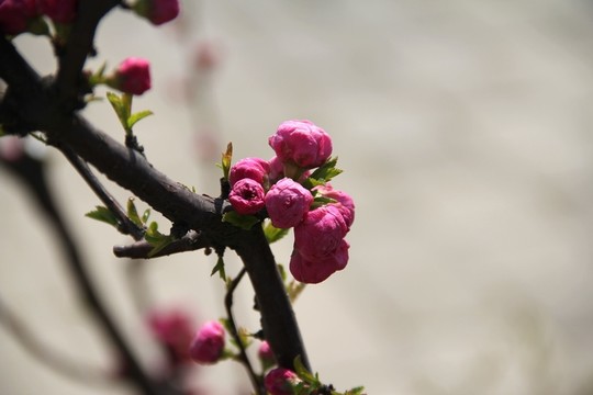 桃花