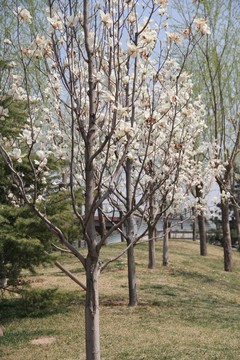 玉蘭花