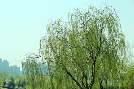 北京慶豐公園柳樹