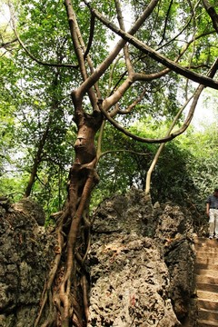 天星橋景區(qū) 美女榕