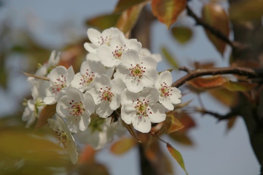 梨花