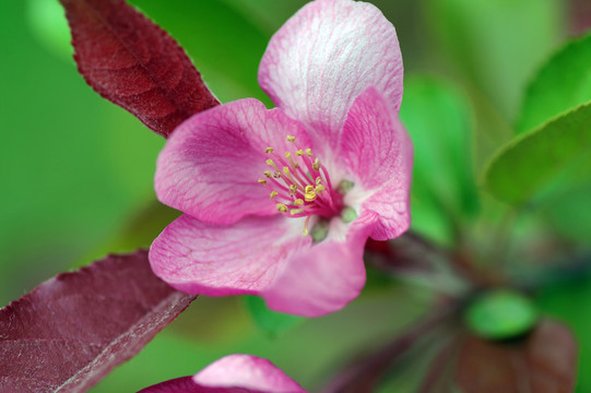 蘋(píng)果花