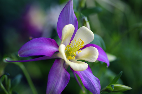 漂亮蘭花