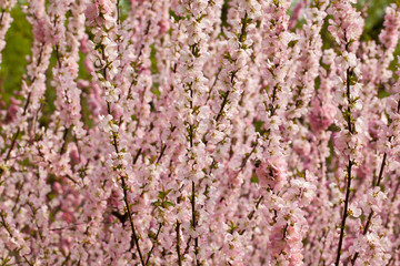春花爛漫