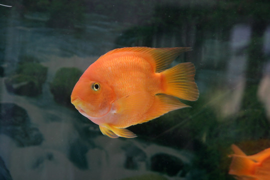 觀賞魚