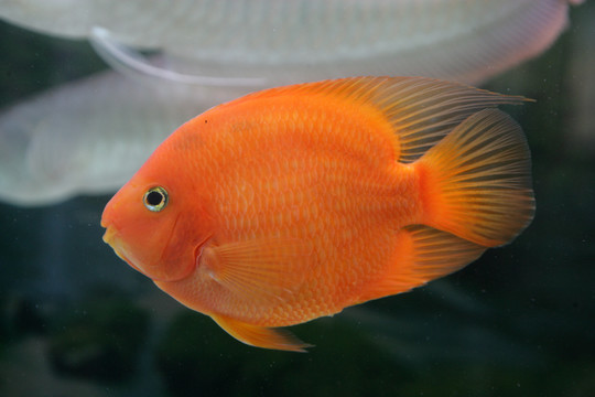 觀賞魚