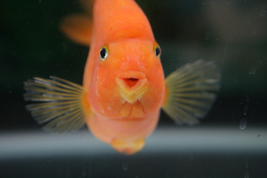觀賞魚(yú)