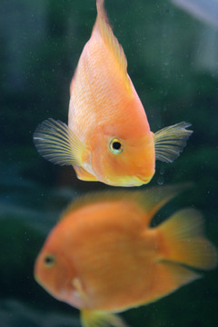觀賞魚