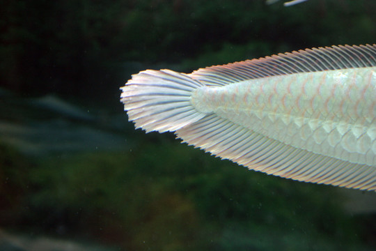 觀賞魚