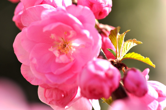 櫻花