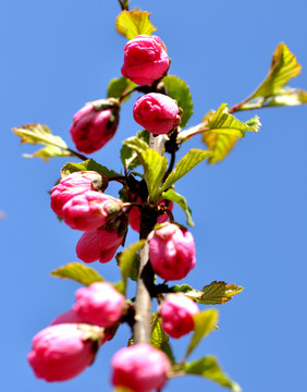 櫻花