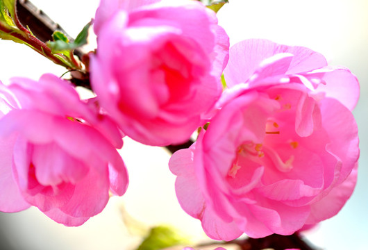 櫻花