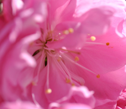 櫻花