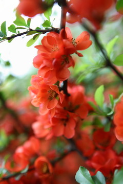 海棠花