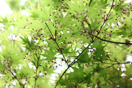 樹葉