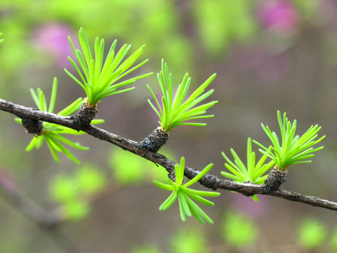 松針嫩芽