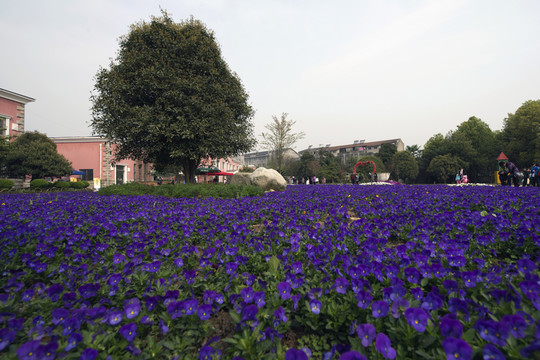 紫色花海